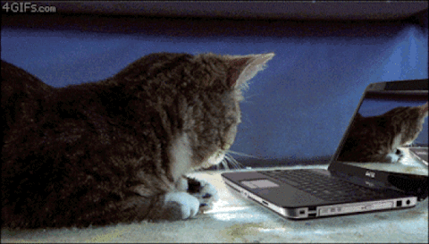 Cat Hacking